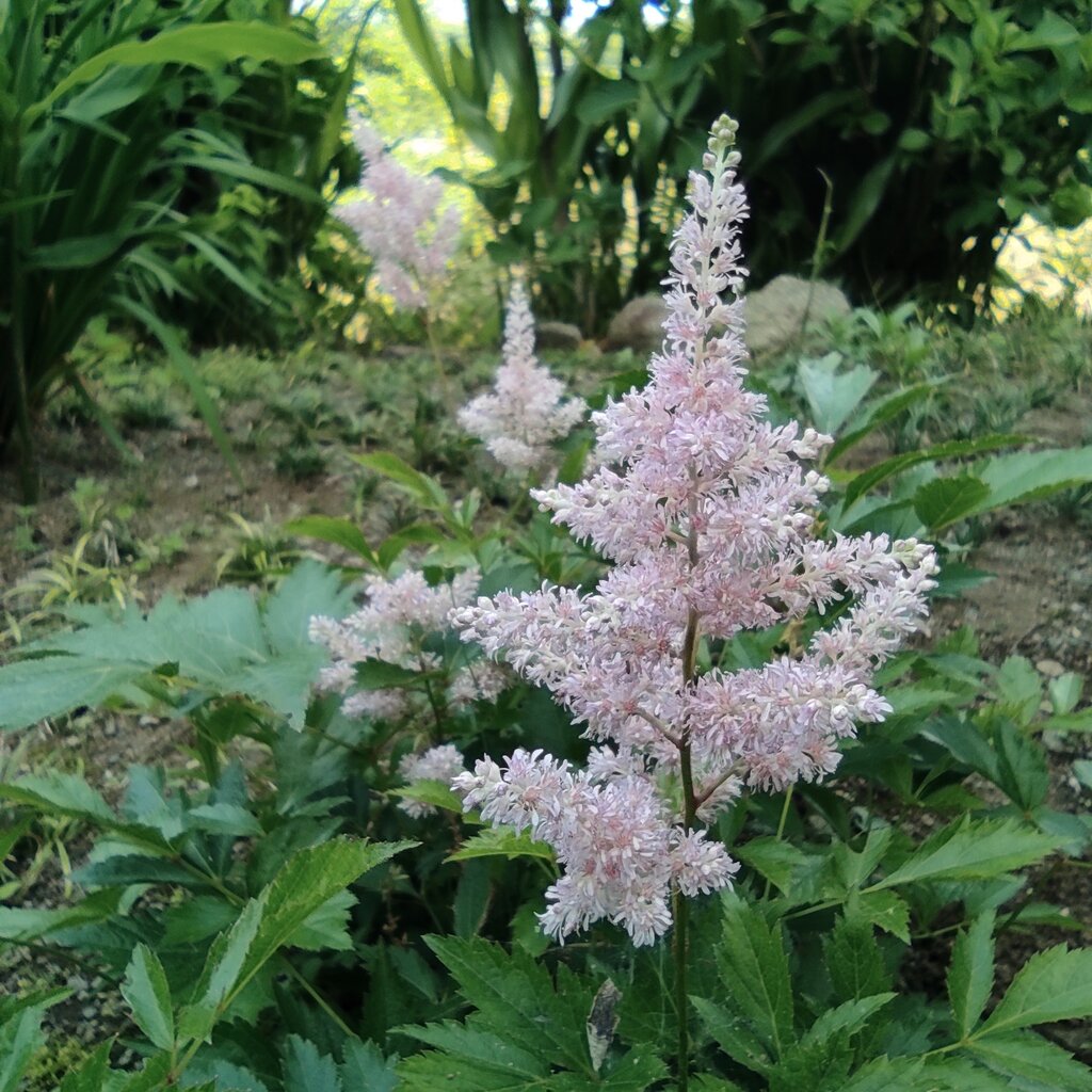 ダリア アスチルベ 花咲かすおじさん ダリア アスチルベ 花咲かすおじさん