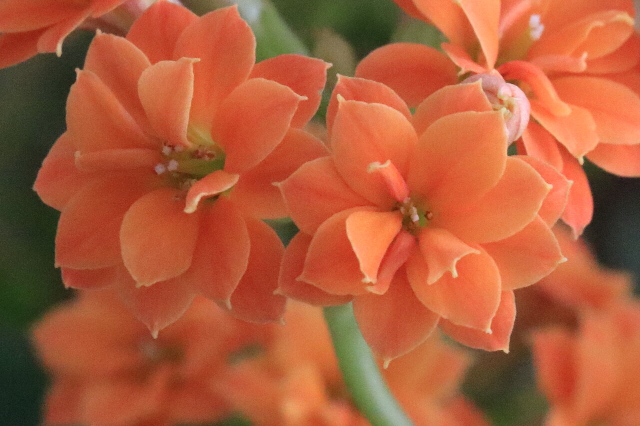 八重のカランコエ満開 花咲かすおじさん 八重のカランコエ満開 花咲かすおじさん