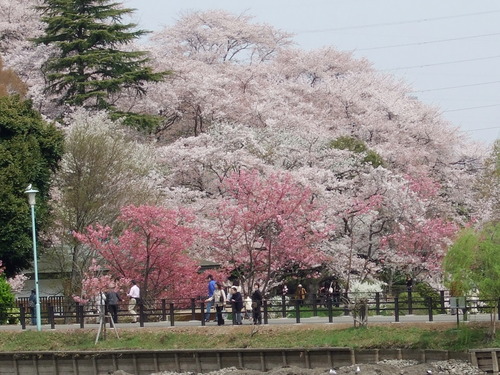 2008_0405三つ池のさくら0010