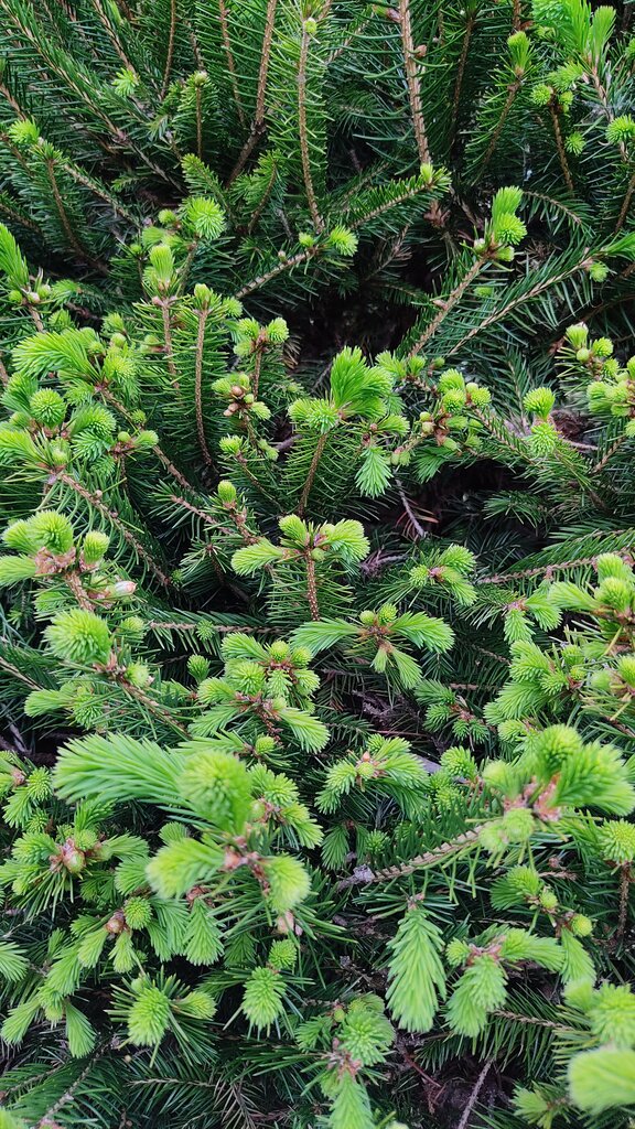 完売 【天然＊野生の可愛い樅の木さん】もみの木/縁起の善い新芽が