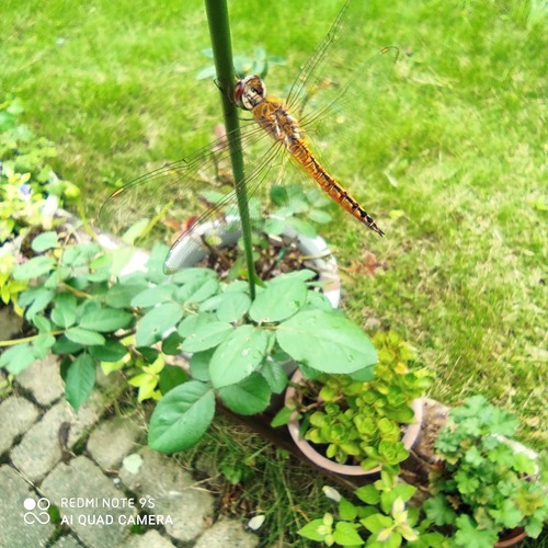 IMG_20200927_121502 (1)