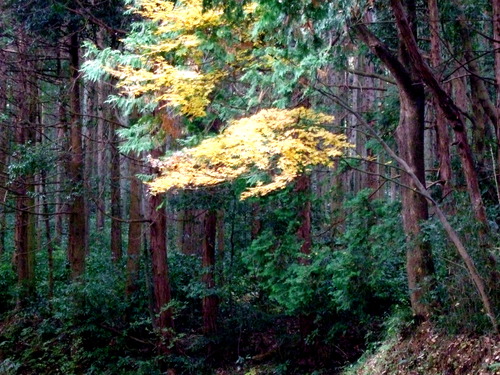 2007_1202¹ä»Ë¾»»Òº§Ìó0011