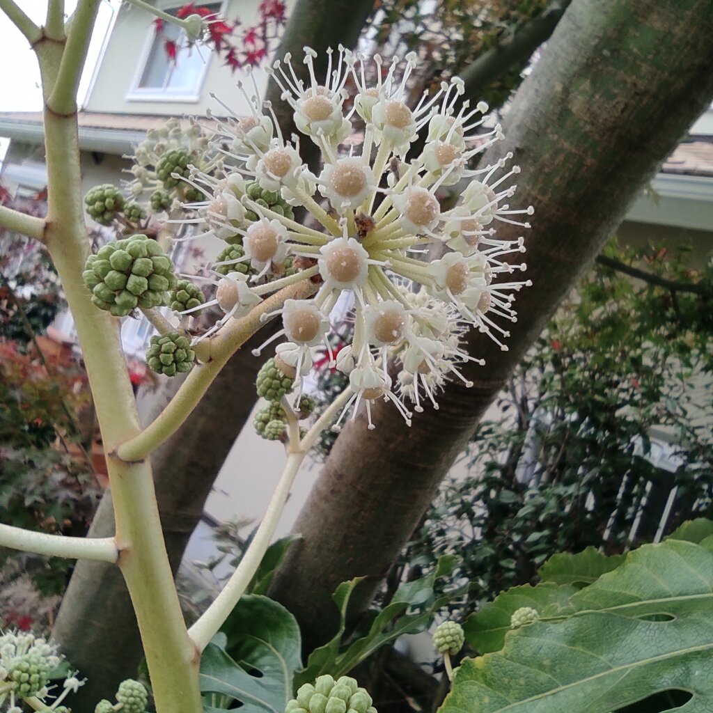 アイビーの花と八つ手の花 花咲かすおじさん アイビーの花と八つ手の花 花咲かすおじさん