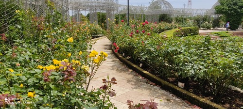 IMG_20200712_114446_1