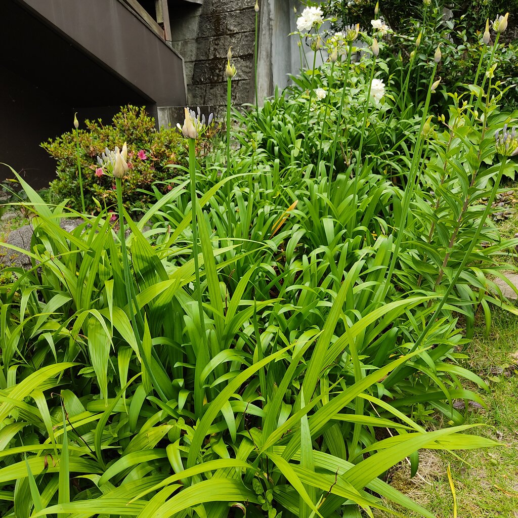 ギボウシ アガパンサス 花咲かすおじさん