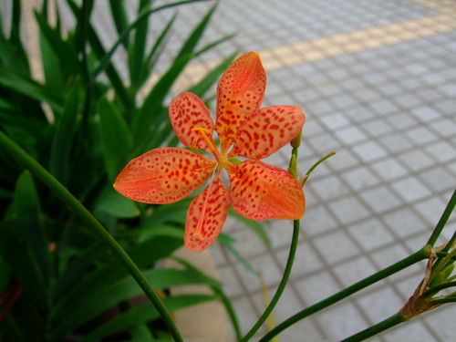 2008_0508香港マカオ0202