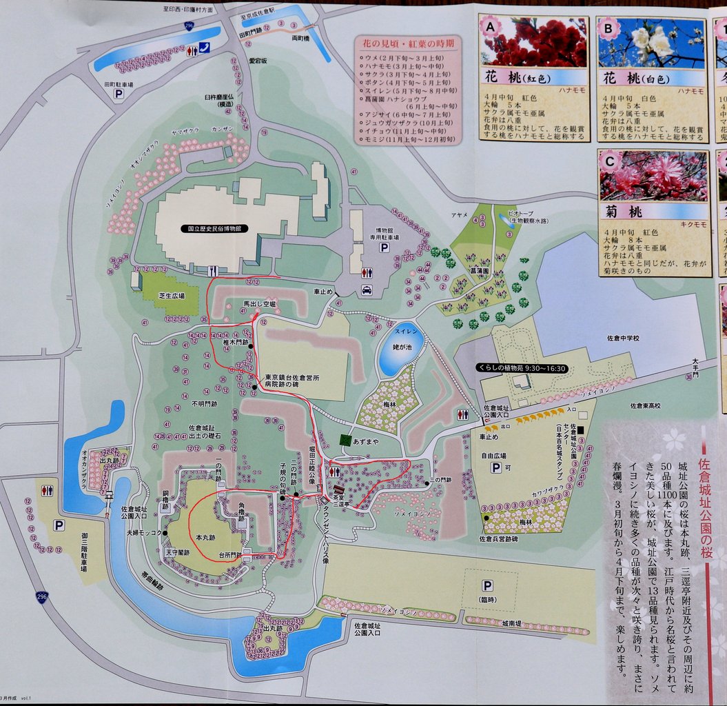 佐倉城址公園 2 さくら 花咲かすおじさん 佐倉城址公園 2 さくら 花咲かすおじさん