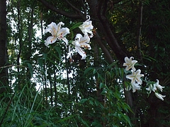 2011_0716ޥ0002