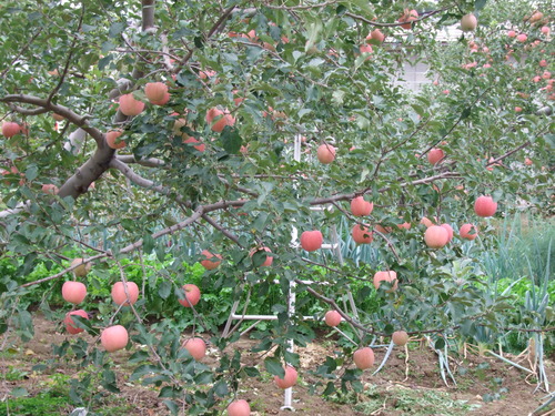 2007_1017��������0255