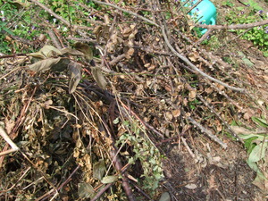 2011_1003�뤫��0003