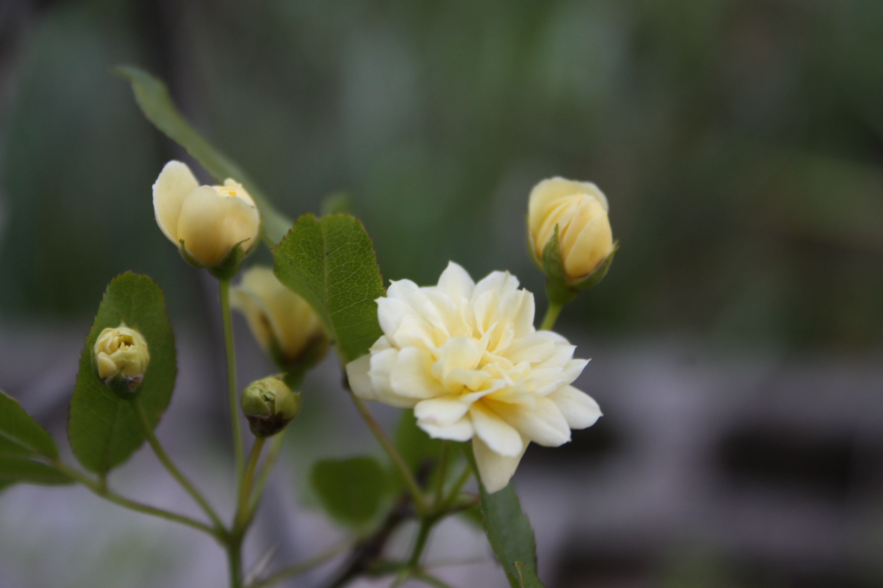 ５月の薔薇の手入れ 花咲かすおじさん