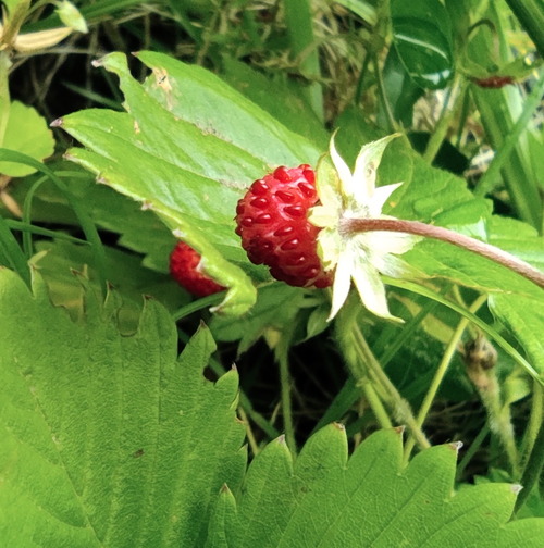 �磻��ɥ��ȥ��٥꡼