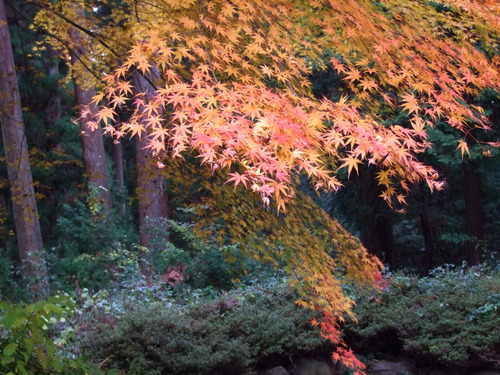 2007_1202¹ä»Ë¾»»Òº§Ìó0048