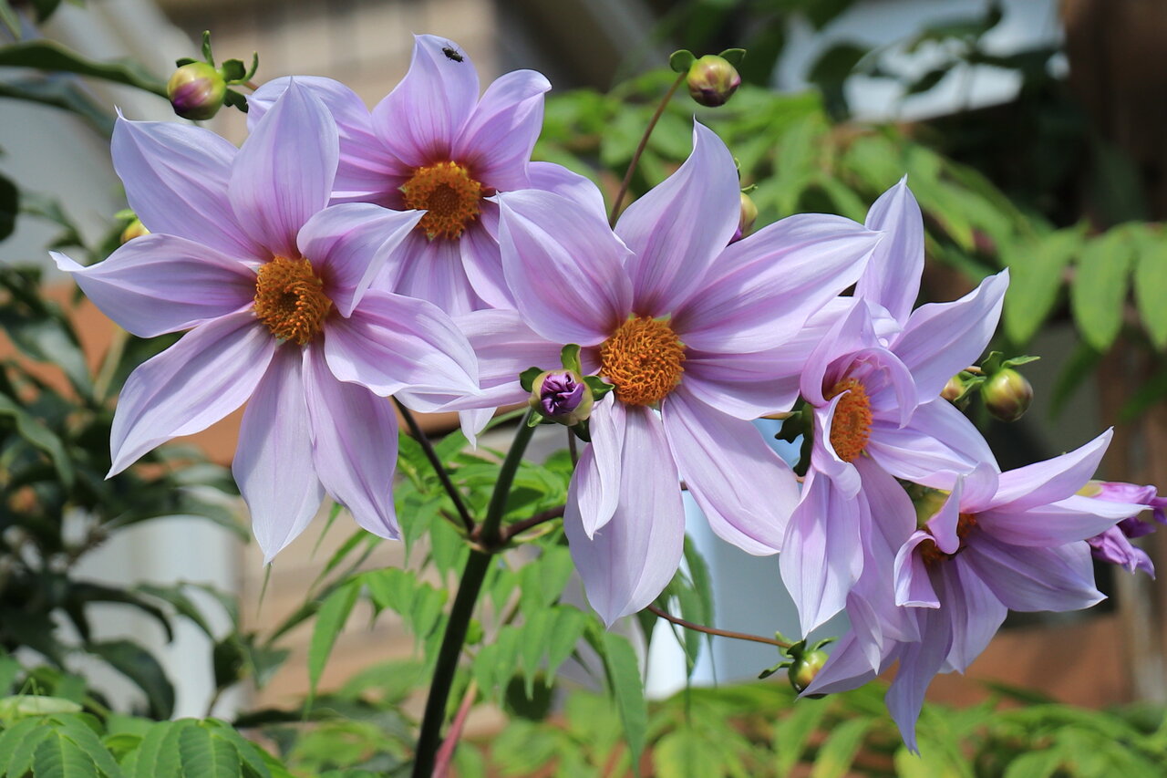皇帝ダリアが咲き始めました 花咲かすおじさん