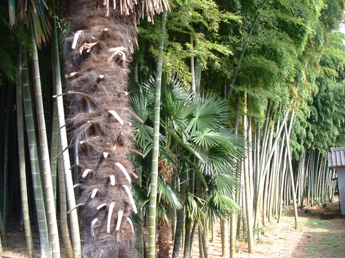 2007_1004¾®Åĸ¶ÈͶ£²0016