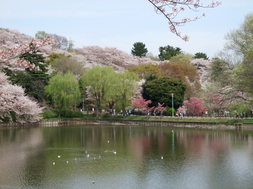2008_0405三つ池のさくら0009