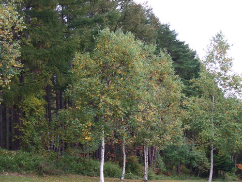 2007_1017��������0230