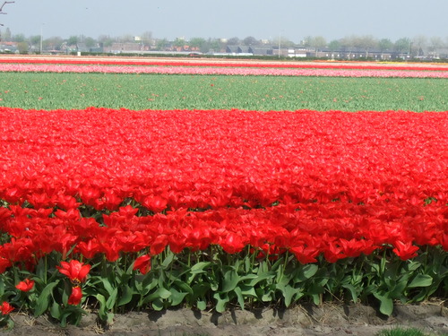 2007_0417オランダ0600