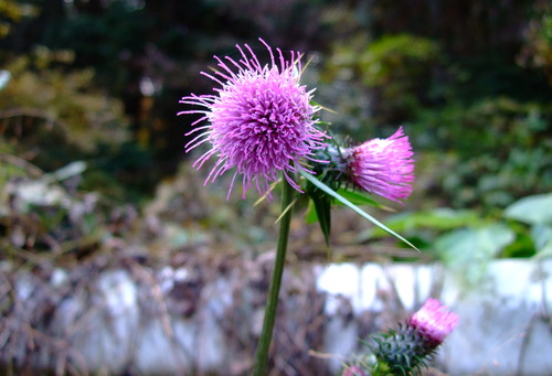 2007_1202¹ä»Ë¾»»Òº§Ìó0029