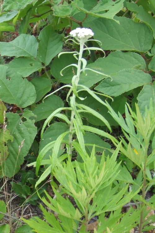 2006_0808�򺬻�0030