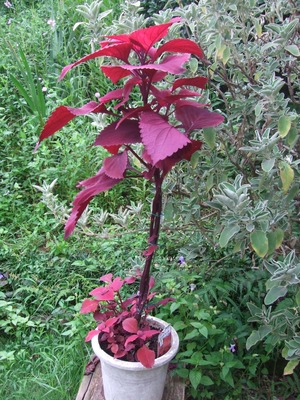 2011_0830¥³¥ê¥¦¥¹0009