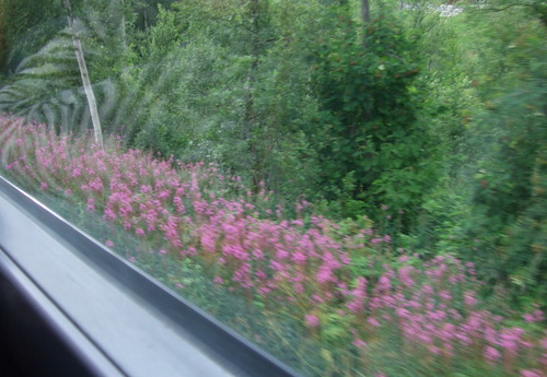 2009_0807北欧FINEPIX0142