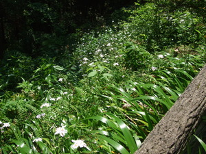 2012_0513河村城0052