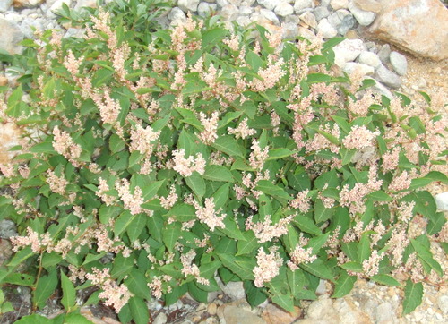 2006_0808�򺬻�0041