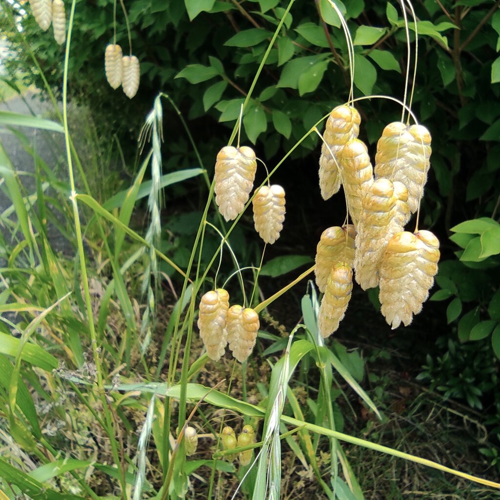 5月中旬の野の花 花咲かすおじさん 5月中旬の野の花 花咲かすおじさん