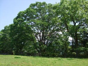 2012_0513河村城0073