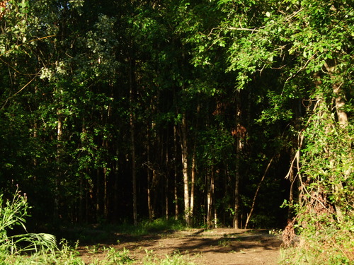 2009_0807�̲�FINEPIX0095