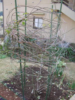 2010_0118�Ĥ�Х�������0012