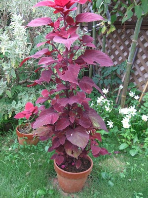 2011_0830¥³¥ê¥¦¥¹0008