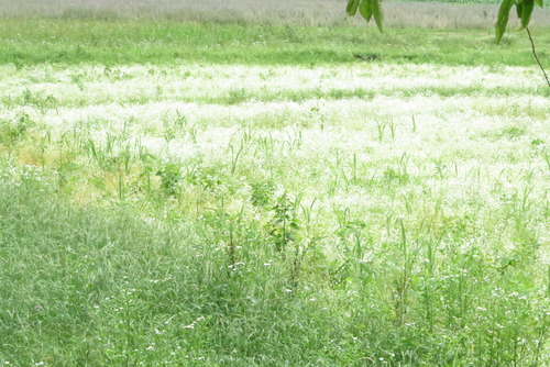 IMG_2639