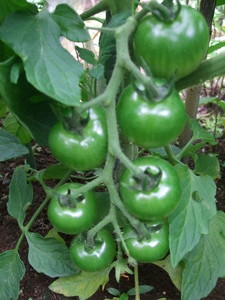 2011_0615���۲�0006