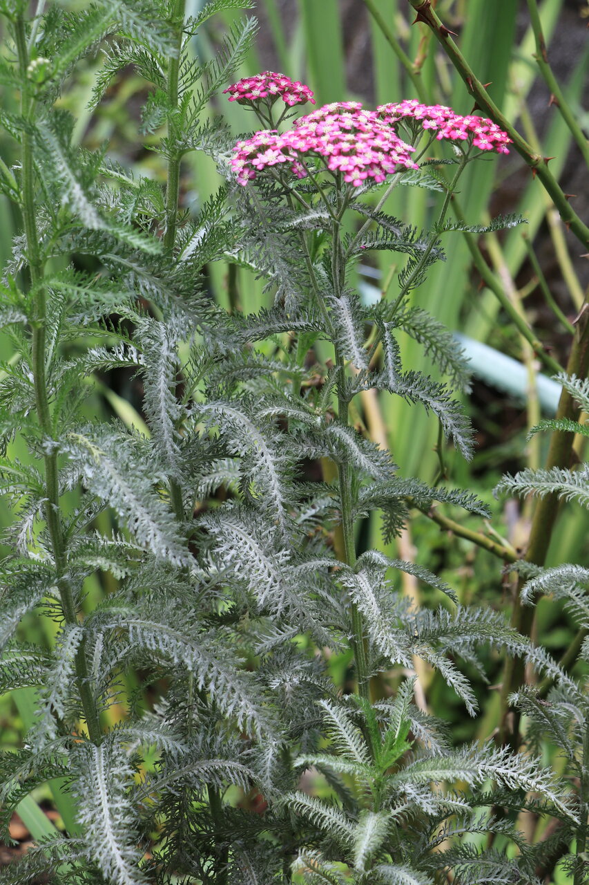 ノコギリソウ 花咲かすおじさん