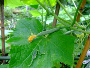 2011_0623���奦��0007