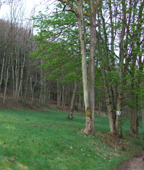 2007_0417オランダ0457
