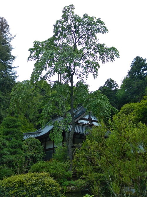 IMG_20200512_161247_BEAUTY