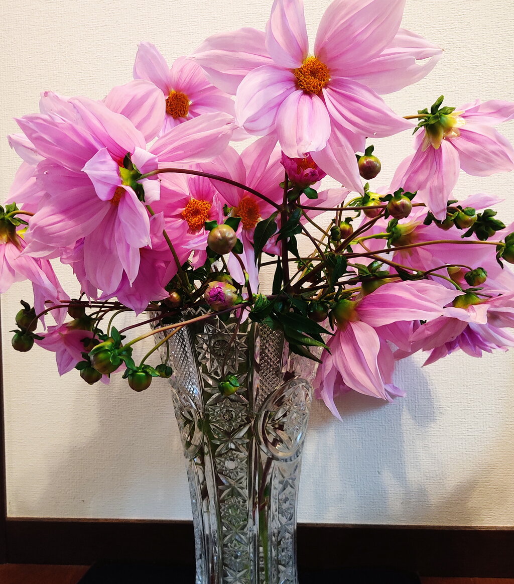 皇帝ダリア倒れる 花咲かすおじさん 皇帝ダリア倒れる 花咲かすおじさん