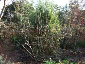 2010_0118�Ĥ�Х�������0004