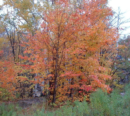 2005_1020첽ٻΥե०0061