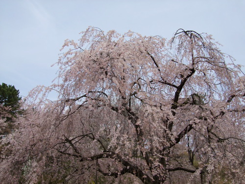 2008_0405三つ池のさくら0023