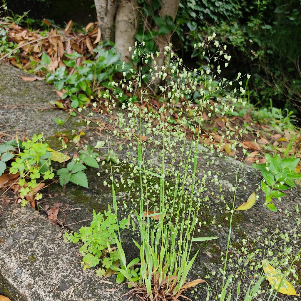 5月中旬の野の花 花咲かすおじさん