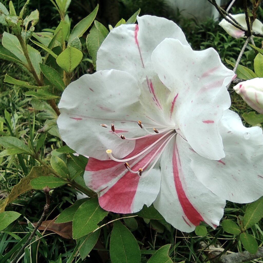 サツキ咲く 花咲かすおじさん サツキ咲く 花咲かすおじさん