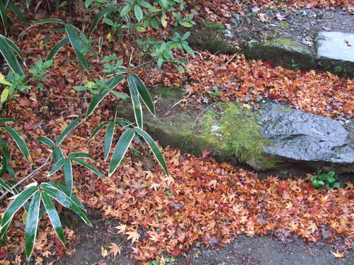 2006_1209ÈÕ½©¤ÎÈ¢º¬0015