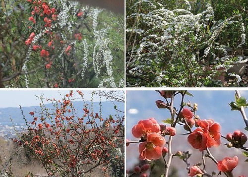 �ܥ�������