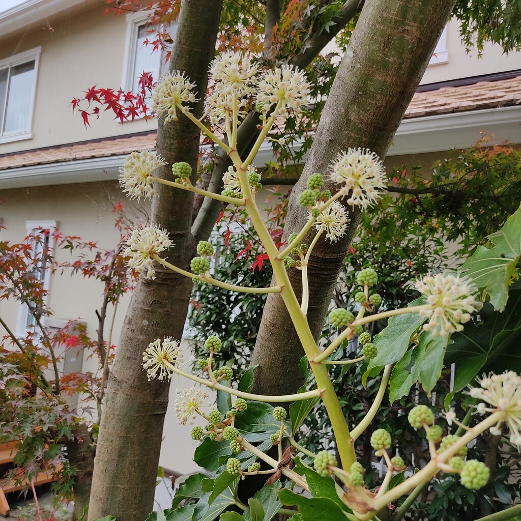 アイビーの花と八つ手の花 花咲かすおじさん アイビーの花と八つ手の花 花咲かすおじさん