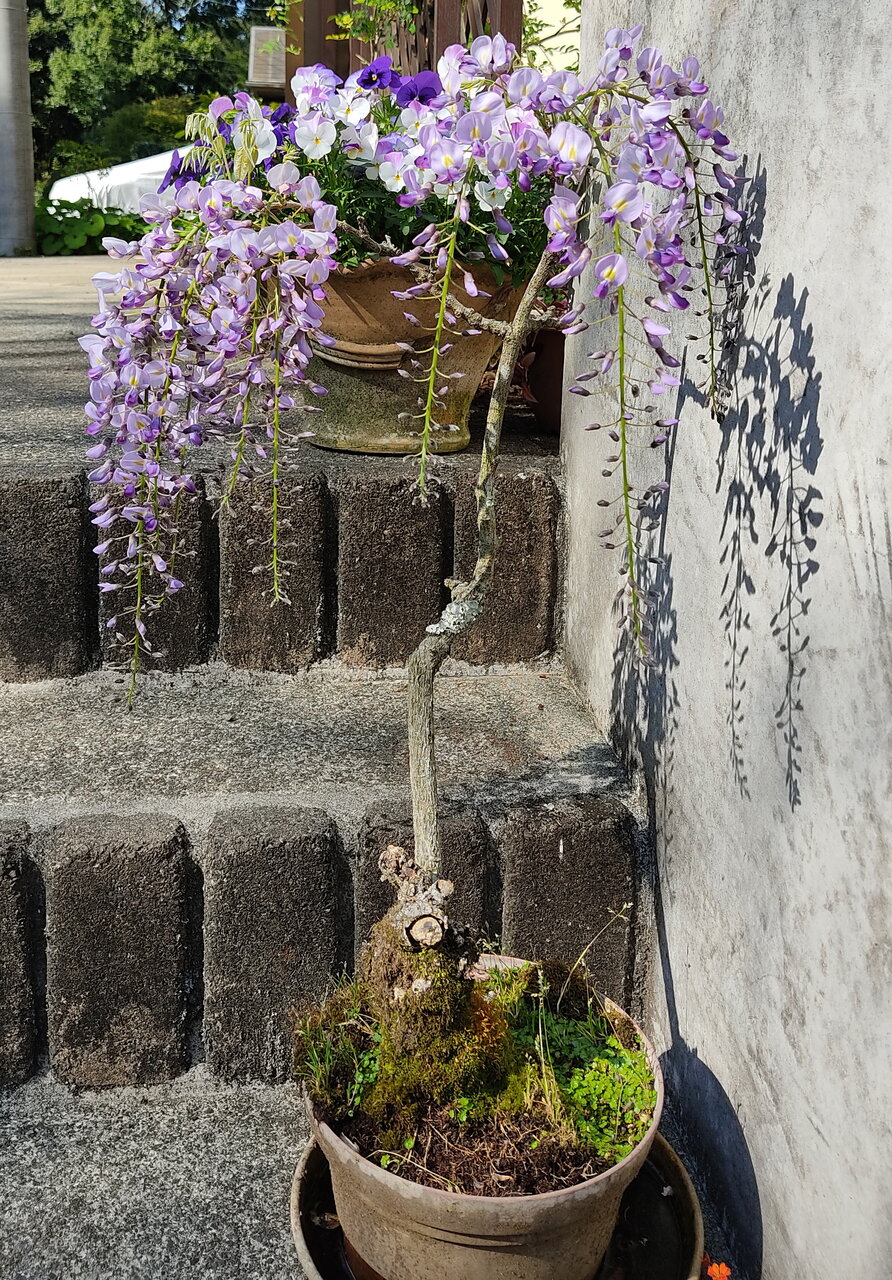 藤の花咲く 花咲かすおじさん 藤の花咲く 花咲かすおじさん