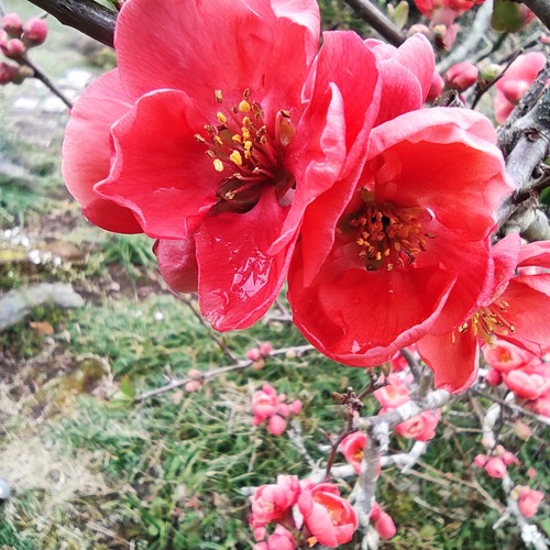 ボケの花 花咲かすおじさん ボケの花 花咲かすおじさん